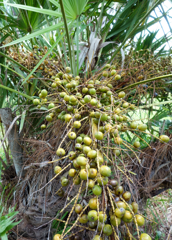 Saw Palmetto Extract